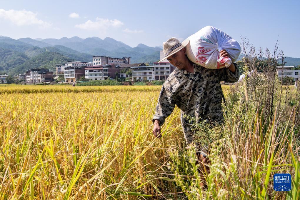 摇钱树app下载
